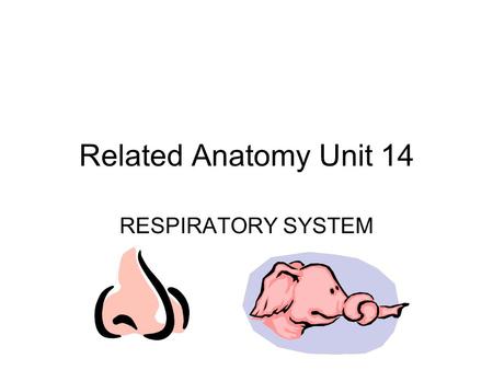 Related Anatomy Unit 14 RESPIRATORY SYSTEM 1. Trace a breath Nose Pharynx- throat Larynx- voice box Trachea- windpipe 2 Bronchi 2 Lungs Alveoli.