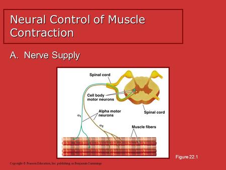 A. Nerve Supply Neural Control of Muscle Contraction Copyright © Pearson Education, Inc. publishing as Benjamin Cummings Figure 22.1.