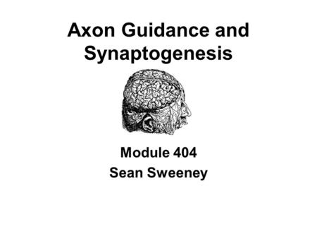 Axon Guidance and Synaptogenesis Module 404 Sean Sweeney.