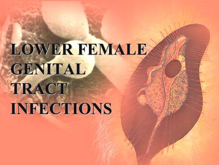 LOWER FEMALE GENITAL TRACT INFECTIONS