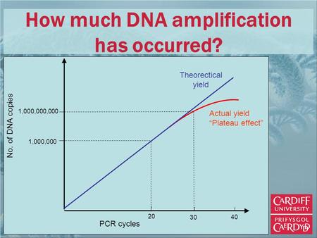 1,000,000 1,000,000,000 PCR cycles 20 40 30 Theorectical yield Actual yield “Plateau effect” No. of DNA copies How much DNA amplification has occurred?