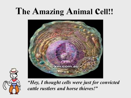 T he A mazing A nimal c ell!! “Hey, I thought cells were just for convicted cattle rustlers and horse thieves!”