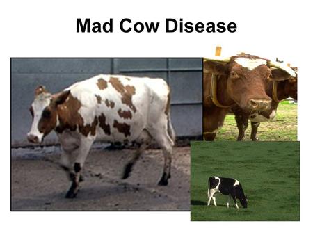 Mad Cow Disease. Effects of Mad Cow disease Mad cow disease, or bovine spongiform encephalopathy (BSE), is a fatal brain disorder that occurs in cattle.