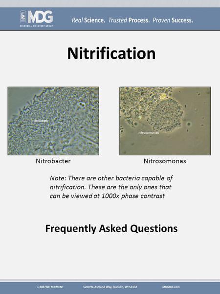 Nitrification Frequently Asked Questions NitrobacterNitrosomonas Note: There are other bacteria capable of nitrification. These are the only ones that.