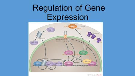 Regulation of Gene Expression. Questions? How can cells with different functions have the exact same DNA in their nucleus? How does the body use the exact.