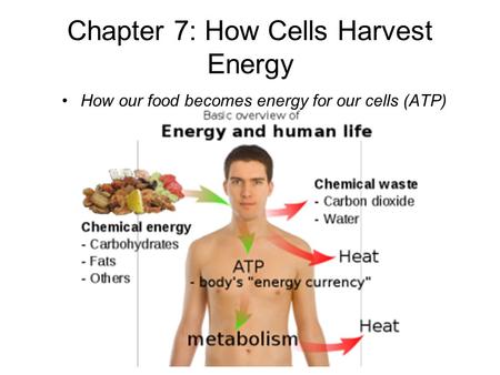 Chapter 7: How Cells Harvest Energy
