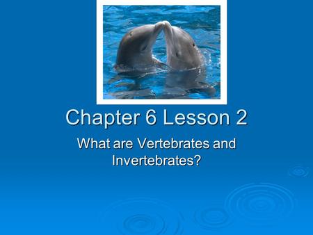 What are Vertebrates and Invertebrates?