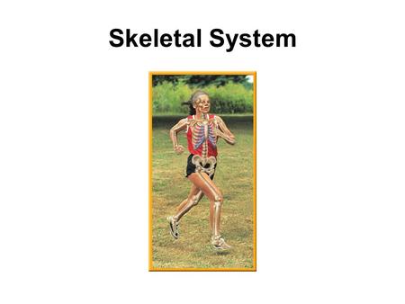 Skeletal System. bone marrow 1. the part of a bone that produces blood cells.