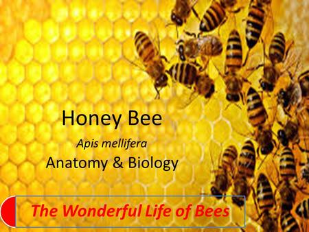 Honey Bee Apis mellifera Anatomy & Biology