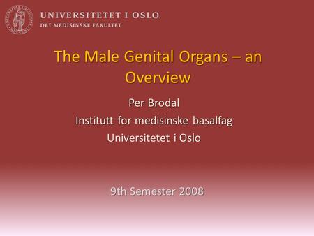 The Male Genital Organs – an Overview