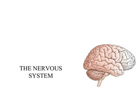 THE NERVOUS SYSTEM.