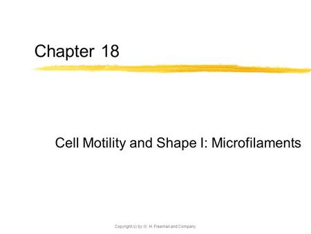 Copyright (c) by W. H. Freeman and Company Chapter 18 Cell Motility and Shape I: Microfilaments.