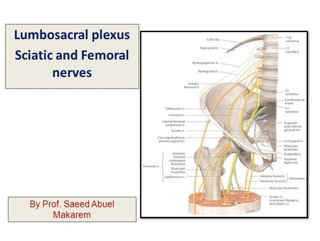 Lumbosacral plexus Sciatic and Femoral nerves