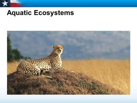 Aquatic Ecosystems Read the lesson title aloud..