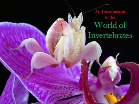 World of Invertebrates