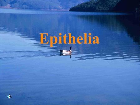 Epithelia. 1.Cell: the basic structure of human cell 2.Tissue: consists of cells and intercellular substance 3.Organ: consists of different tissues which.
