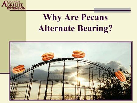 Why Are Pecans Alternate Bearing?