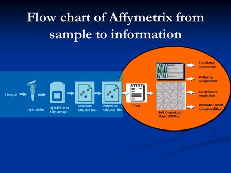 Generate Affy.dat file Hyb. cRNA Hybridize to Affy arrays Output as Affy.chp file Text Self Organized Maps (SOMs) Functional annotation Pathway assignment.