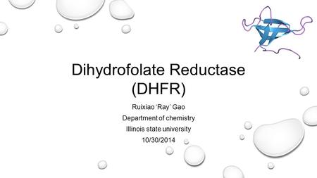 Dihydrofolate Reductase (DHFR) Ruixiao ‘Ray’ Gao Department of chemistry Illinois state university 10/30/2014.