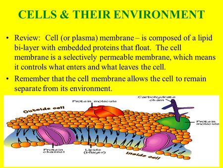 CELLS & THEIR ENVIRONMENT
