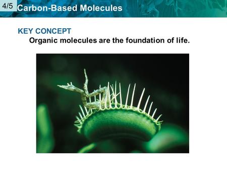 4/5 KEY CONCEPT Organic molecules are the foundation of life.