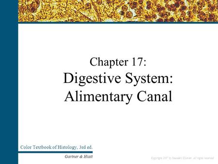 Copyright 2007 by Saunders/Elsevier. All rights reserved. Chapter 17: Digestive System: Alimentary Canal Color Textbook of Histology, 3rd ed. Gartner &