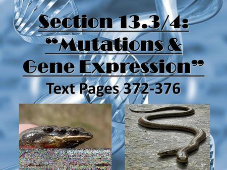 Section 13.3/4: “Mutations & Gene Expression” Text Pages