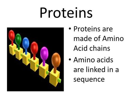 Proteins Proteins are made of Amino Acid chains