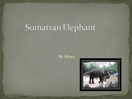 By Alexa The name of my animal is the Sumatran Elephant.
