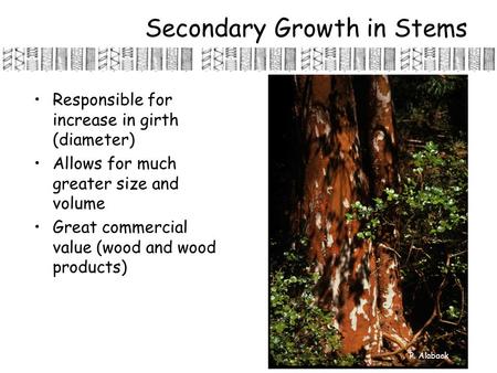 Secondary Growth in Stems