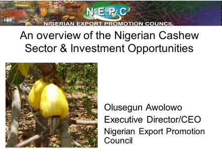 An overview of the Nigerian Cashew Sector & Investment Opportunities
