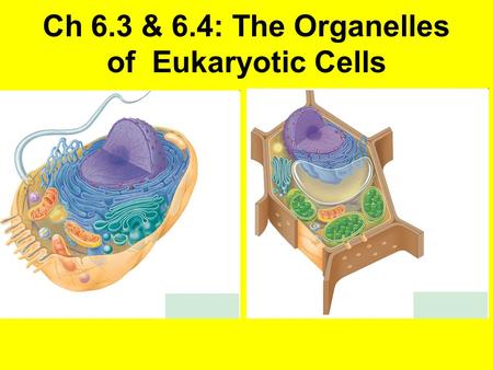 Ch 6.3 & 6.4: The Organelles of Eukaryotic Cells