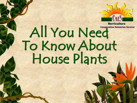 All You Need To Know About House Plants