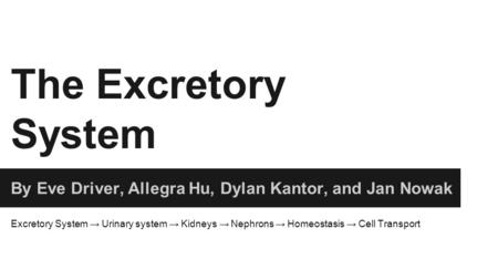 The Excretory System By Eve Driver, Allegra Hu, Dylan Kantor, and Jan Nowak Excretory System → Urinary system → Kidneys → Nephrons → Homeostasis → Cell.