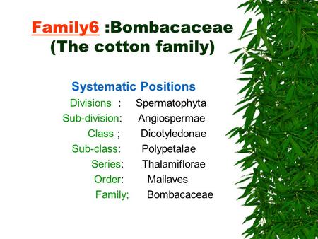 Family6 :Bombacaceae (The cotton family) Systematic Positions Divisions : Spermatophyta Sub-division: Angiospermae Class ; Dicotyledonae Sub-class: Polypetalae.