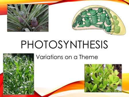 PHOTOSYNTHESIS Variations on a Theme WHAT DO PLANTS NEED? Photosynthesis Light reactions Light H 2 O Calvin cycle CO 2 O O C  sun  ground  air What.