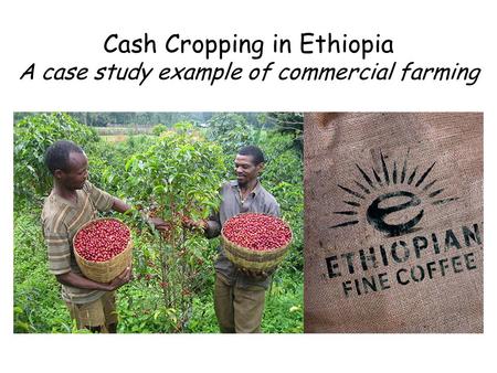 Cash Cropping in Ethiopia A case study example of commercial farming.