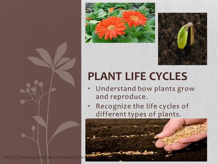 Plant life cycles Understand how plants grow and reproduce.