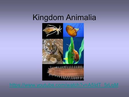 Kingdom Animalia https://www.youtube.com/watch?v=A5IdT_5rLqM.
