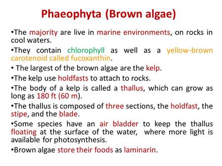 Phaeophyta (Brown algae)