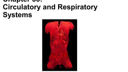 Chapter 33: Circulatory and Respiratory Systems