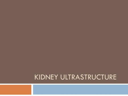 KIDNEY ULTRASTRUCTURE. Assess Prior Knowledge Answers  Grade E GCSE Knowledge  Excretion  Grade C GCSE Knowledge  Filter blood at high pressure 