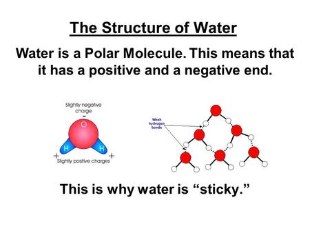 The Structure of Water Water is a Polar Molecule. This means that it has a positive and a negative end. This is why water is “sticky.”