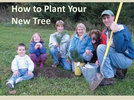 How to Plant Your New Tree. A Good Start Tree Needs What do trees need? Space Air Sunlight Water Nutrients.