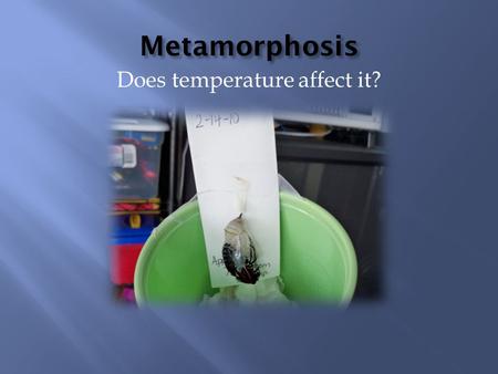 Metamorphosis Does temperature affect it?.  How does the temperature affect the duration of the metamorphosis process?