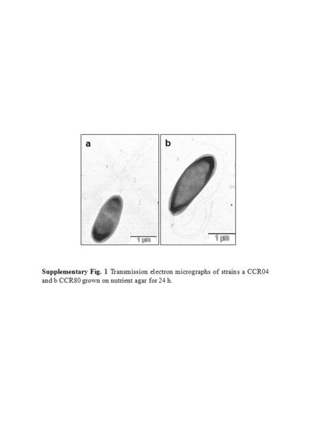 Supplementary Fig. 1 Transmission electron micrographs of strains a CCR04 and b CCR80 grown on nutrient agar for 24 h. a b.