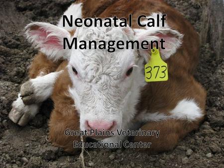 Percent calves born dead, died, or were lost during 1996 NAHMS Beef ’97 Study 2.5 2.0 1.5 1.0 0.5 0 Born dead 24 hrs or less 24 hrs – 3 wks 3 wks – weaning.