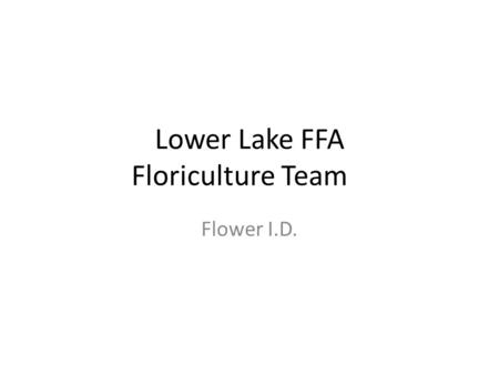 Lower Lake FFA Floriculture Team Flower I.D.. Agapanthus.