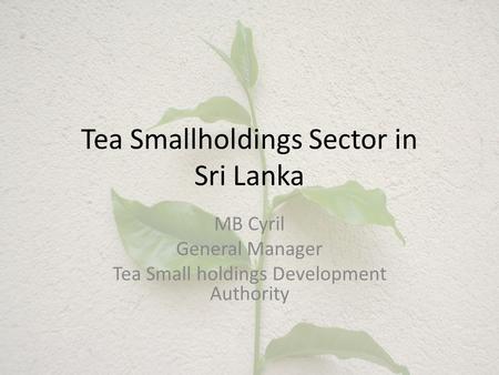 Tea Smallholdings Sector in Sri Lanka MB Cyril General Manager Tea Small holdings Development Authority.