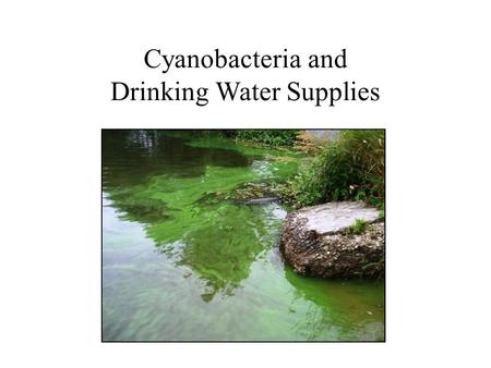 Cyanobacteria and Drinking Water Supplies. Cyanobacteria – An Emerging Issue 2.7 billion years Microscopic Organisms Blue-green Algae Many Different Types.